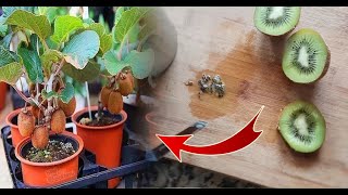 Kividen kivi nasıl yetiştirilir ? / How to grow kiwi from seed ?