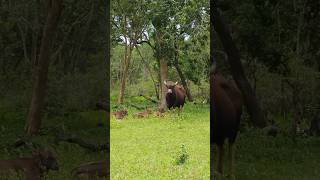 ഇടിവെട്ട് സാധനം🐂 #shorts #animals #nature