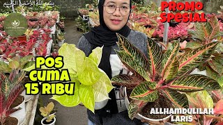 OBRAL AGLONEMA MURAH TANIAN SENDIRI | COCOK BUAT PEMULA | PART 287