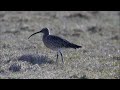 großer brachvogel ochsenmoor dümmer see 26. märz 2013