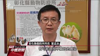 彰化一鴨場確診禽流感 撲殺逾千隻肉鴨 20190722 公視中晝新聞