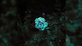 The Languid Current - Blue Rose