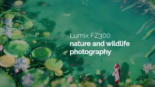 Photography with Lumix FZ 300 | Nature and Wildlife at the Lake