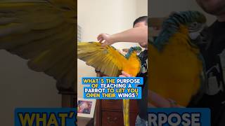 Why Teach a Parrot to Let You Open Their Wings?