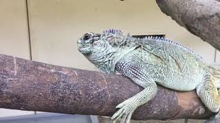 福岡市動物園カバのタロー・2018・5／5