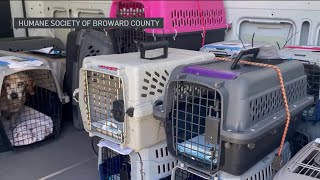 Shelter Animals Arrive From Naples Following Hurricane Ian