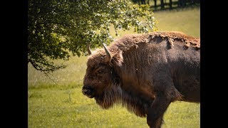 Bölényrezervátum, Őrségi Nemzeti Park