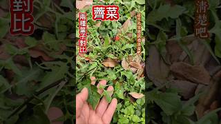 高清給你看❗和薺菜似雙胞胎的菜 慢鏡比較