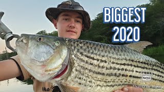 Biggest Tiger Fish of 2020 (so far)