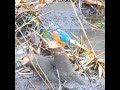 blue bird striking prey kingfisher predation