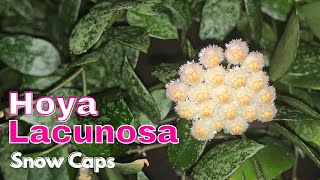 Hoya Lacunosa Snow Caps // Houseplant Care // Propagation // Blooms 🌸