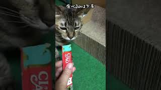 ちゅーる食べるのが下手な猫 #shorts