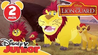 The Lion Guard | Looking Like Lions 🦁| Disney Kids