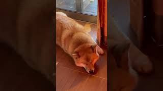 寝る柴犬 Sleeping Shibainu #shibainu #柴犬 #shorts