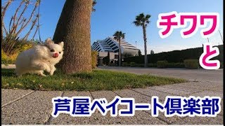 チワワ 芦屋ベイコート倶楽部　Chihuahua Ashiya bay court club