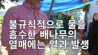 배 가지 위에 커다란 물관은 관수시설인데 고품질 배로 가는 지름길