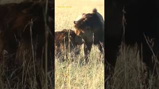 Magnificent brothers and their brotherhood. Lorkulup greeting his brother Oloshipa in Masai Mara