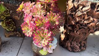 Aeonium on Sale USA contact 4086615751