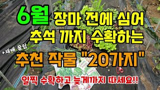 6월 장마전 심어 추석때까지 수확하는 작물 20가지 한번심고 오래 수확해 먹는 작물 #6월에심는작물 #텃밭농사