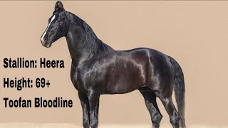 Stallion Heera 69+ , bakhtawar horse , rajvirat horse  padampur, bhandal stud farm rajasthan