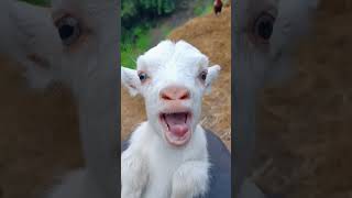 Goat funny video 😂😂#goat #shorts #youtube #cute #reels #funny #viral #baby #bakri #funnyvideo