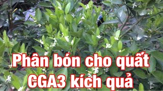 Chăm sóc quất giai đoạn đậu quả bón phân cho quất CGA3 kích quả to