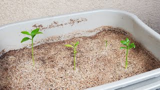 Growing Lemon Trees from Seeds, Days 0-47