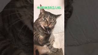 毛繕いをする猫  #shorts  #キジトラ猫   #cat