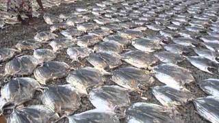 Sri Lanka,ශ්‍රී ලංකා,Ceylon,Dry Fish making Negombo