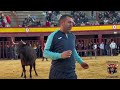 vall d’alba vacas enfundadas de german vidal. mig any fester 2025