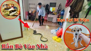 Nguy Hiểm Rắn Bò Vào Nhà Và Tin Buồn Kẹo Lại Mắc Bệnh Nguy Hiểm Khác Nữa | Dương KC