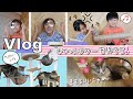 ★Vlog★セリラテにキャットタワーを作ろう♪気に入ってくれるかな？