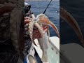 giant squid bites soda can