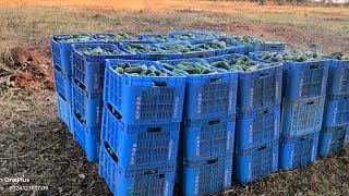 ||ఫెర్టిలైజర్ మందులు|| కీర #||cucumber 🥒 🥒 🥒 forming తోటకు డ్రిప్ ద్వారా ఎక్కిస్తున్న||