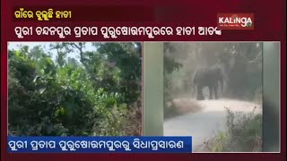 Elephant spotted roaming near Village in Puri, fear grips around villages nearby || KalingaTV