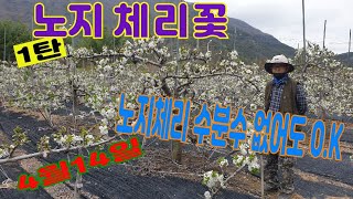 노지 체리 1탄 - 헉! 벌써 노지 체리꽃이! - 해발 400고지 - 6월 초중순 수확 예정인 7년생