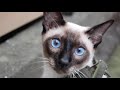 7 reasons to love a siamese cat｜life with a cat