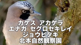 カケスが居た 北本自然観察園の野鳥