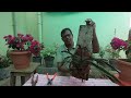 how to plant foxtail orchid rynchostylis retusa on wood in hindi orchid planting ideas