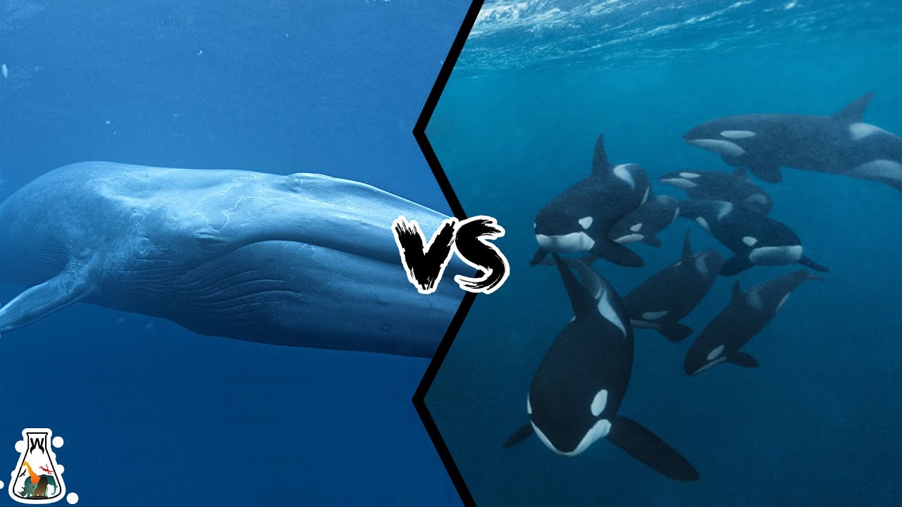 Orca Vs Blue Whale