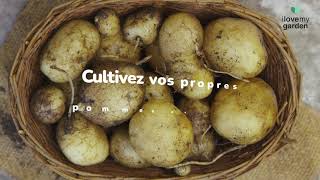 Comment cultiver des pommes de terre | Jardinage facile | ILOVEmyGARDEN.be