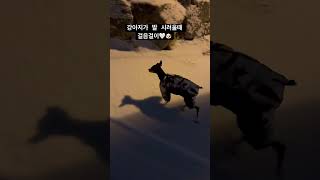 노견 16살 강아지 깜순이의 눈 산책(발 시려~~~ 산책 10초컷 ) #강아지 #dog #노령견