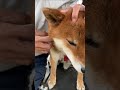 シニア犬にとっては、貴重な物？ 柴犬 柴犬のいる暮らし 柴犬の日常 犬のヒゲ 力丸