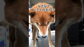 シニア犬にとっては、貴重な物？ #柴犬 #柴犬のいる暮らし #柴犬の日常 #犬のヒゲ #力丸