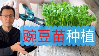 豌豆种植，豌豆苗如此容易种，从此吃豆苗不用买了！