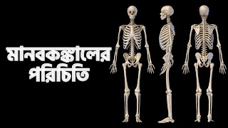 Lesson 9.1: মানবকঙ্কালের পরিচিতি | SSC জীববিজ্ঞান Animated Lessons | Shikho