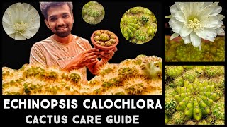 Echinopsis calochlora | Best Cactus for Humid Tropical Climates | Care Guide@NandanamExotics