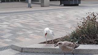 Herring Gull and her chick: long call