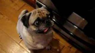 PUG's eye falls out of head