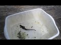 newt catching in west marin